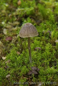 Entoloma pilosum